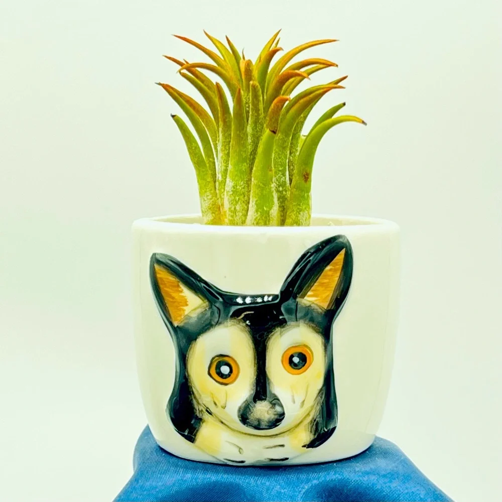Mini DOG Planter Air Plant Set - Spanish Moss Fine Mist Sprayer FREE Air Plant - Picture 4 of 15